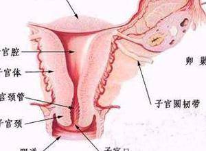 外阴下坠感