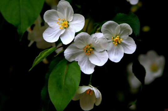 丽江山荆子