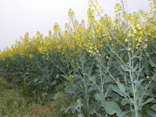 合油杂425（十字花科芸薹属植物）