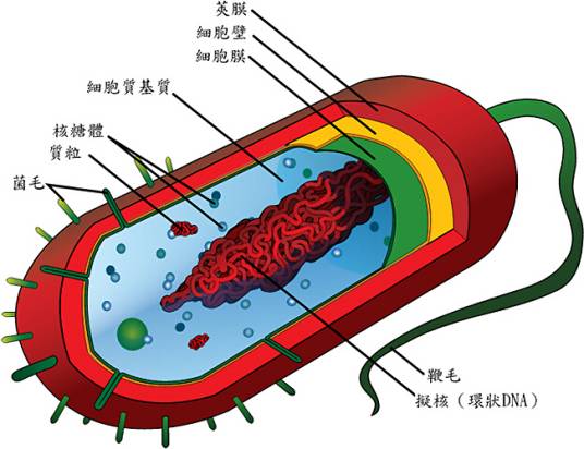 细菌结构