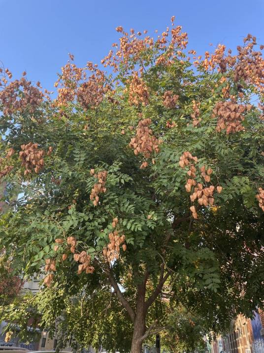 栾（无患子科栾属的一种植物）