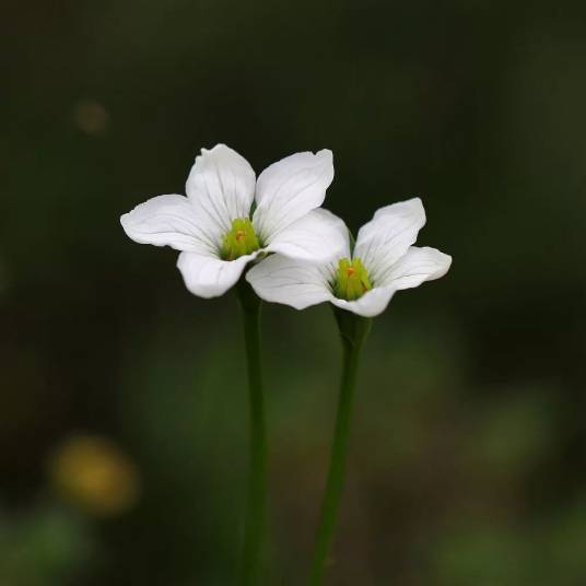 类三脉梅花草