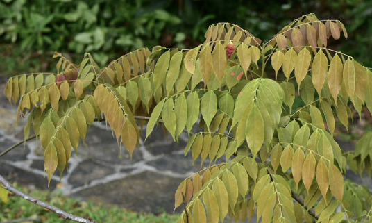 红叶藤（牛栓藤科红叶藤属植物）