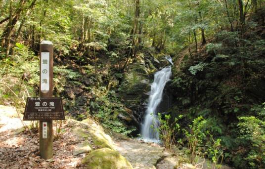 春日山原始林