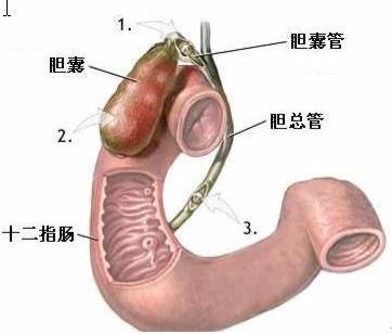 十二指肠息室