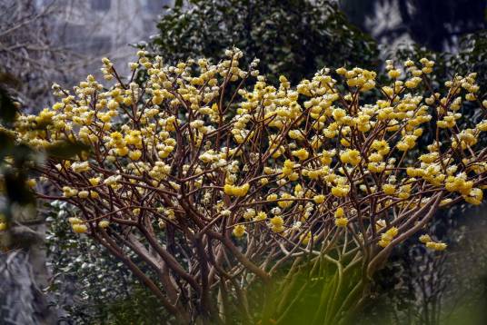 结香（瑞香科结香属植物）