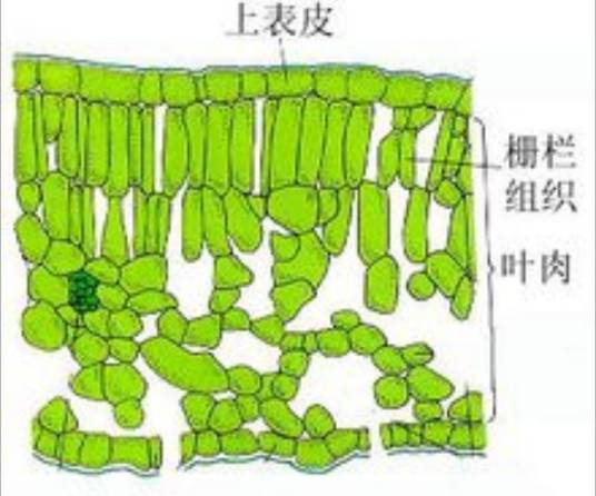 海绵组织