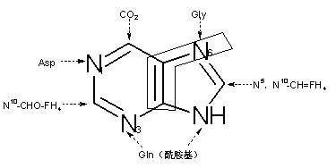 嘌呤碱