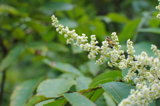 九龙藤（豆科植物）