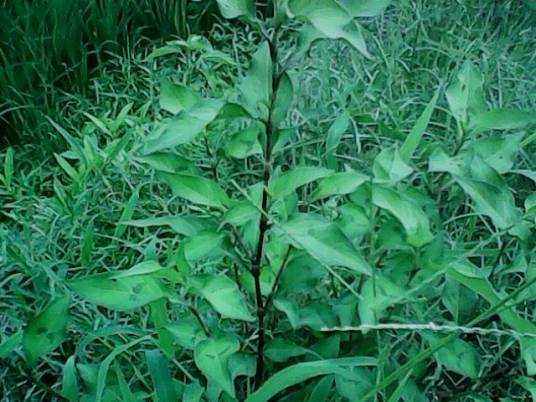 辣蓼草（蓼科蓼属植物）