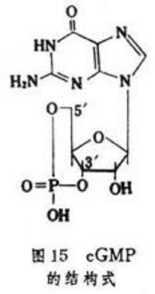 cGMP（化学物质）