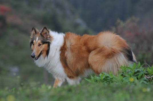 苏格兰牧羊犬（哺乳纲动物）