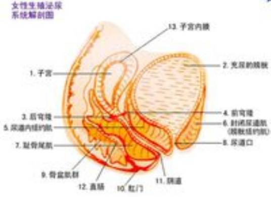 缩阴