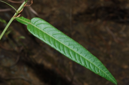 葫芦茶（豆科葫芦茶属植物）