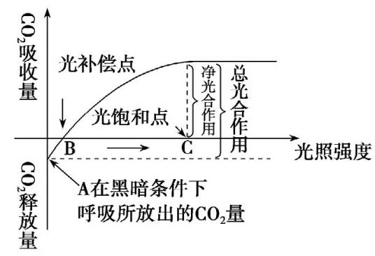 光合速率