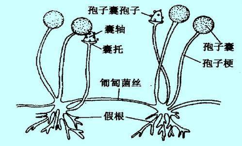 根霉