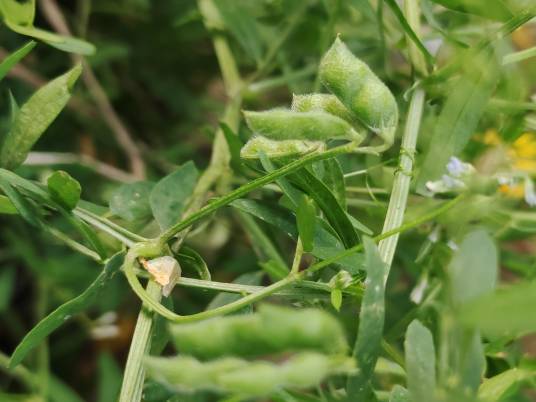 小巢菜（豆科野豌豆属植物）