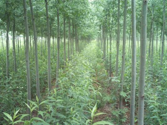 美国竹柳种植基地