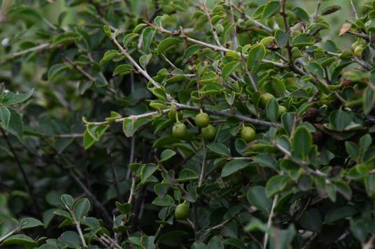 小叶鼠李（鼠李科鼠李属植物）