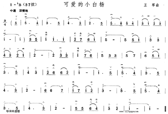 可爱的小白杨