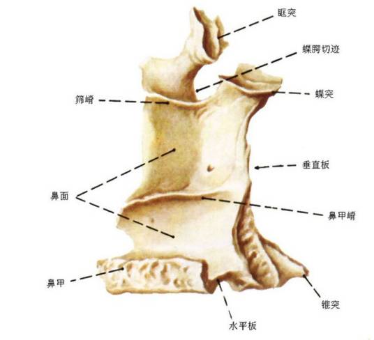 腭骨