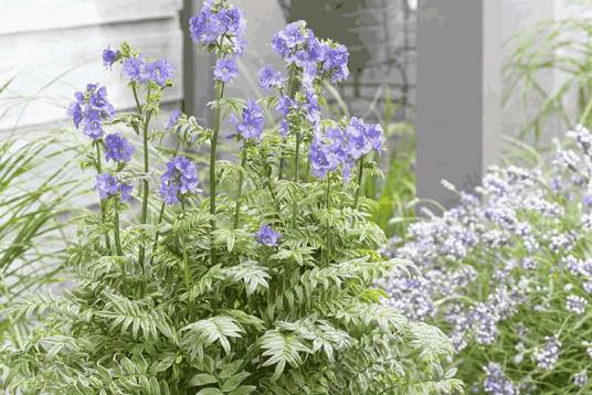 Polemonium yezoense 'Kaleidoscope'