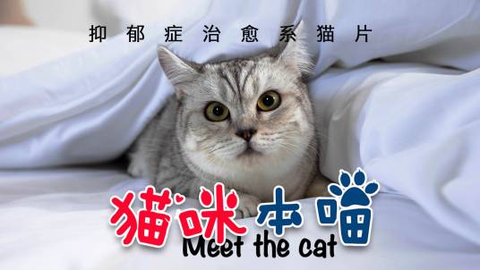 猫咪本喵