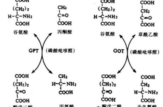 谷草转氨酶